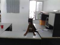 /album/veterinariaelejido/a2012-05-25-09-20-17-jpg/
